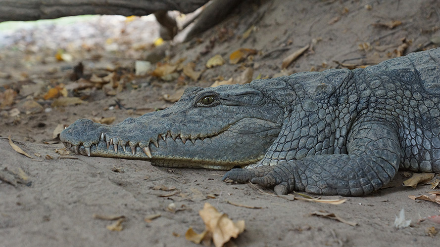 Nile crocodile